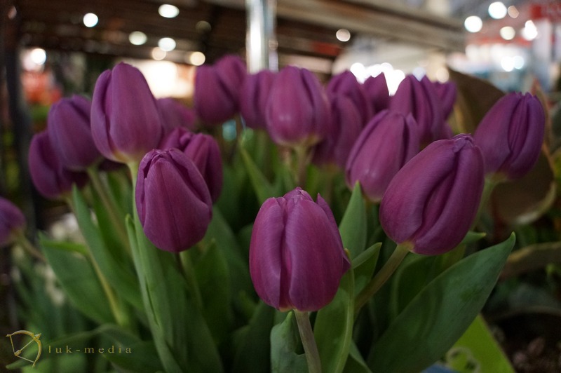 flowers expo 2014 