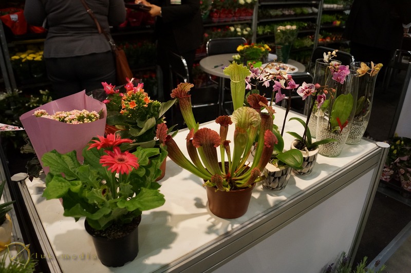 flowers expo 2014 