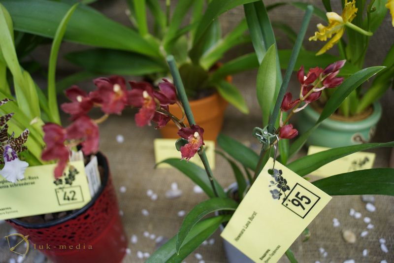 новогодняя выставка орхидей 2016