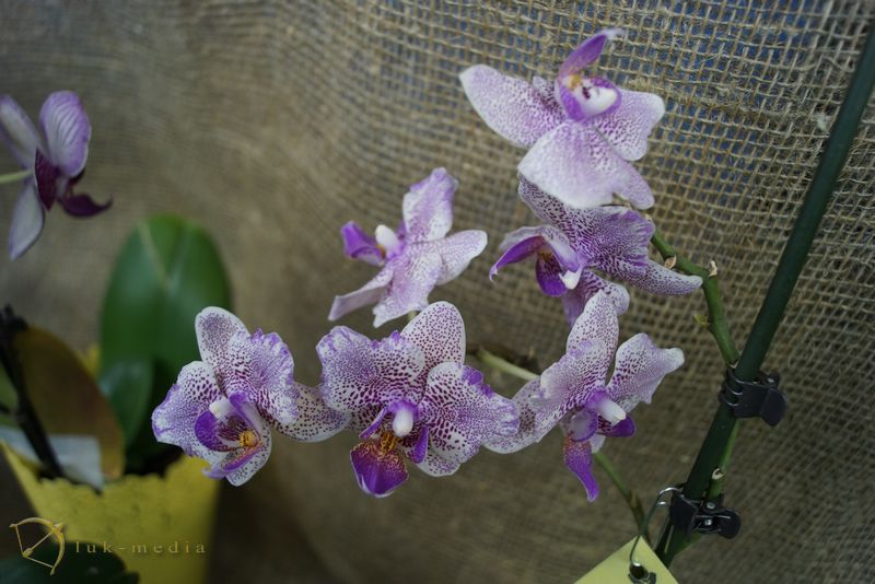 новогодняя выставка орхидей 2016