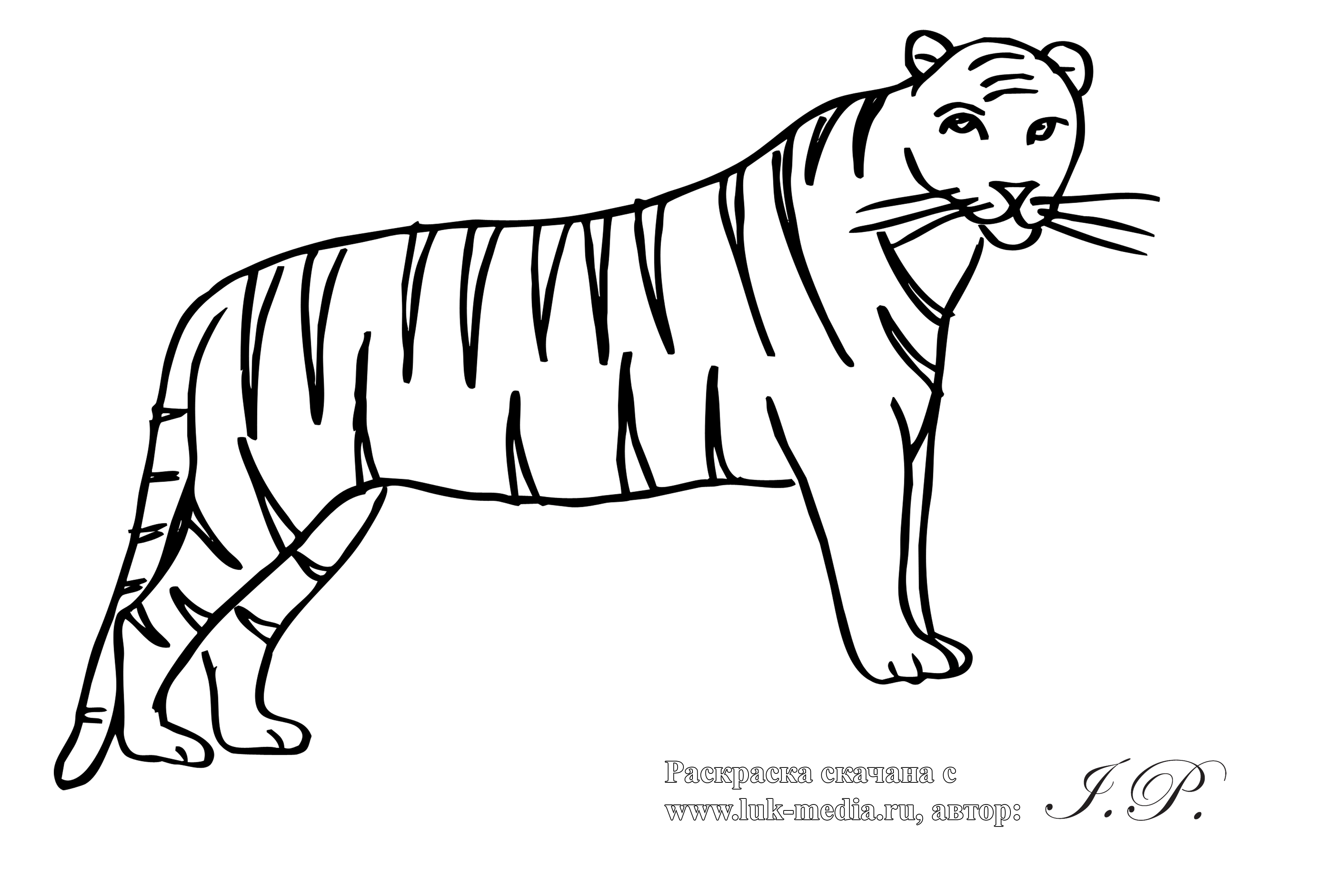 Изображения по запросу Раскраска тигр
