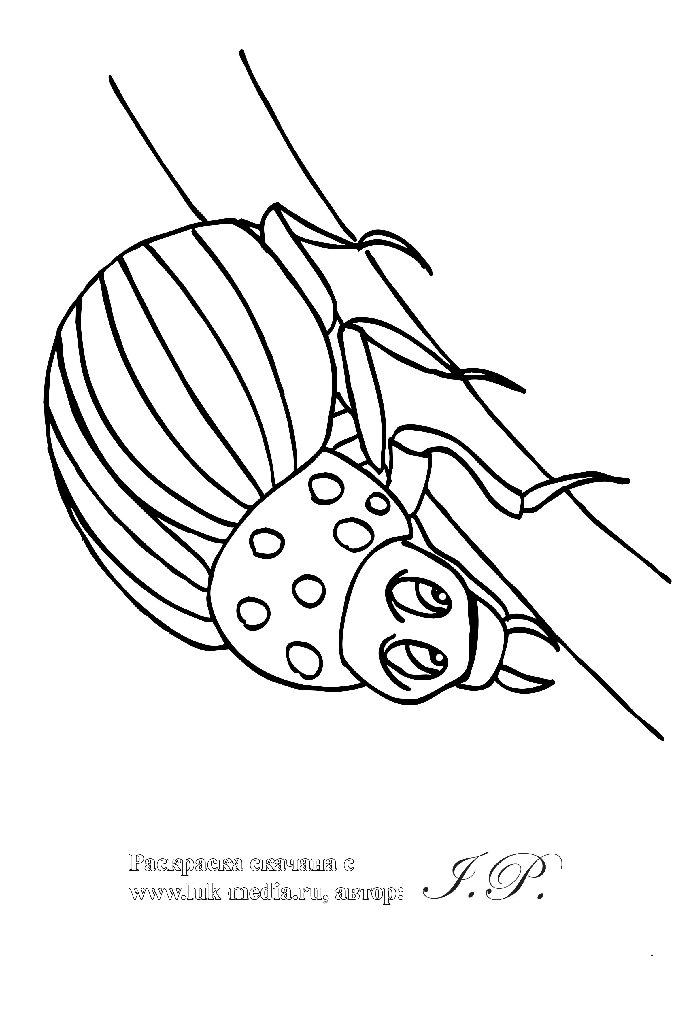 Раскраска жук