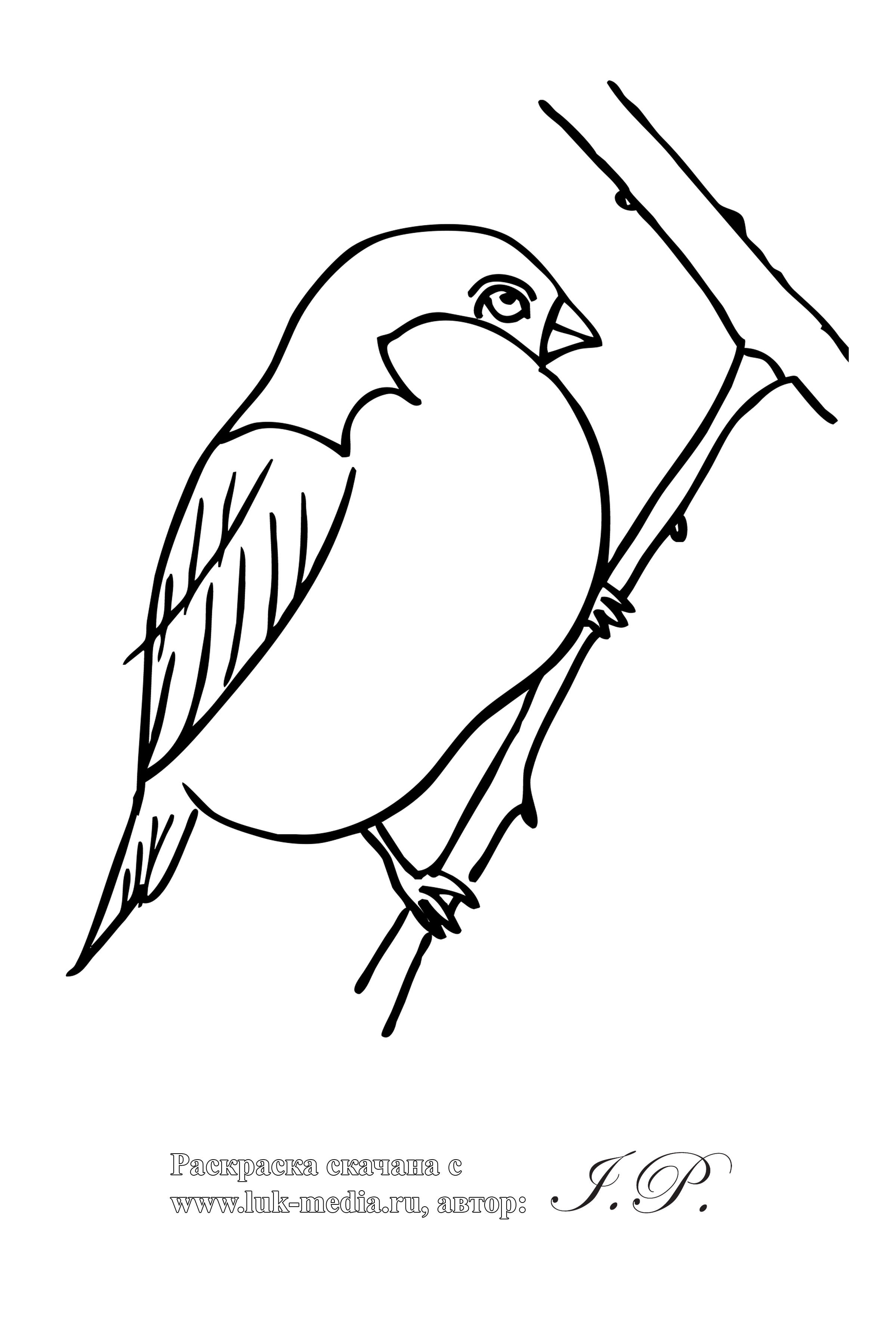 Птицы раскраски для малышей