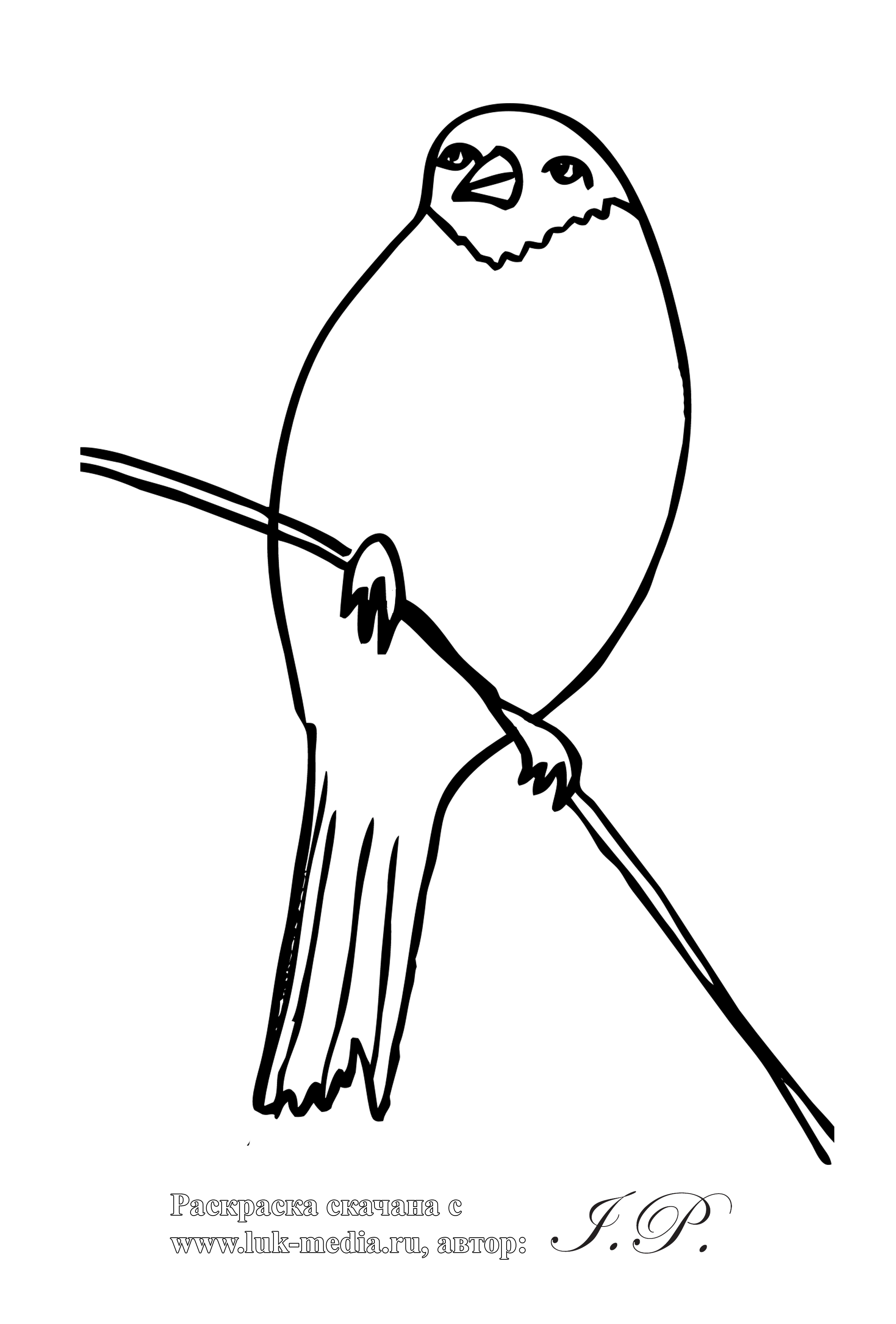 Птица снегирь раскраска - 67 фото