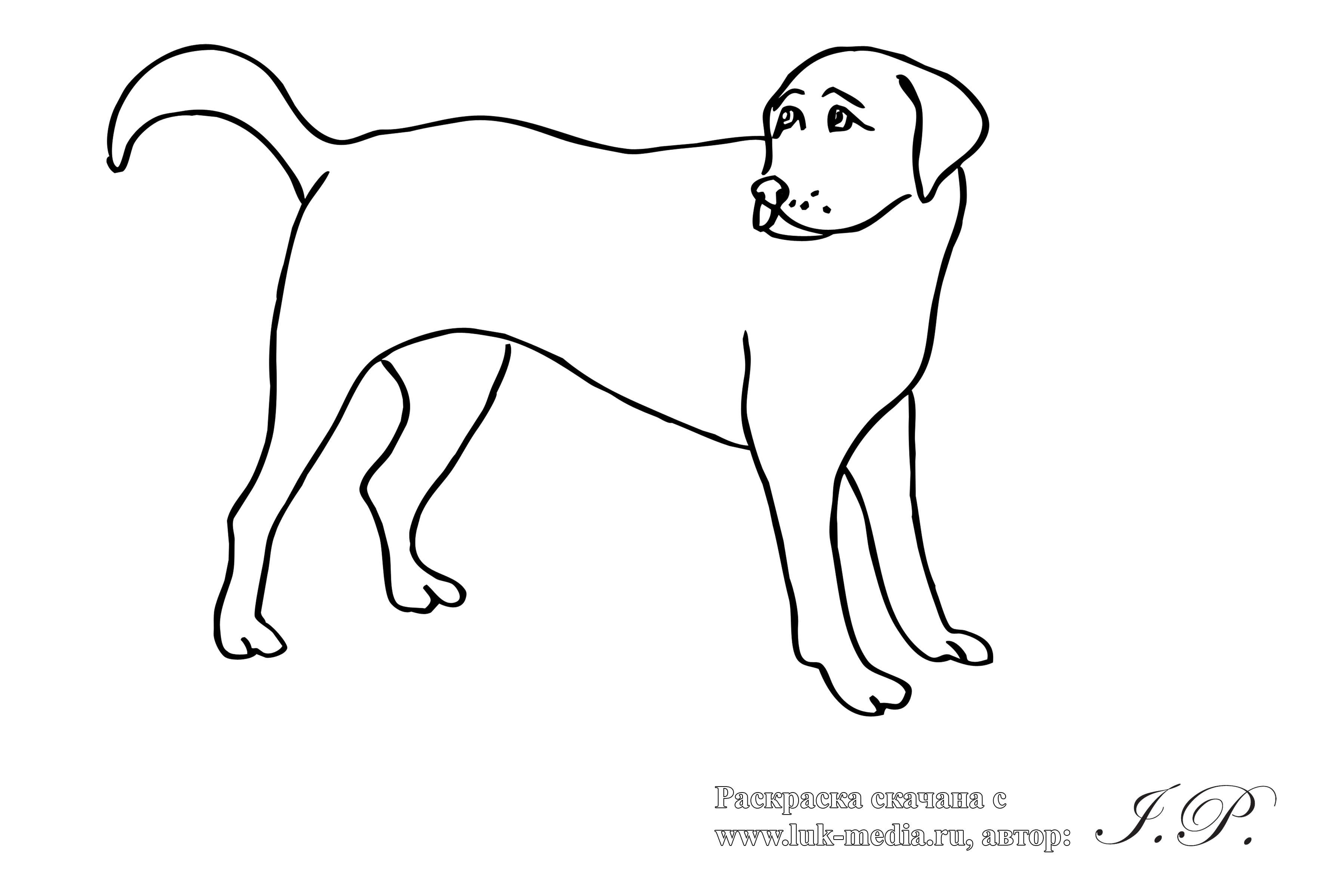 Раскраска Собака